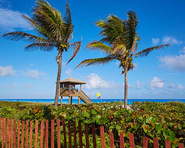 Palm trees on the beach of Delray