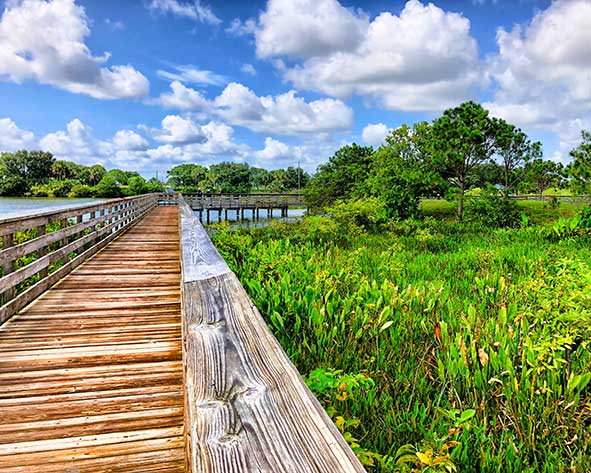 A boardwalk over wetlands