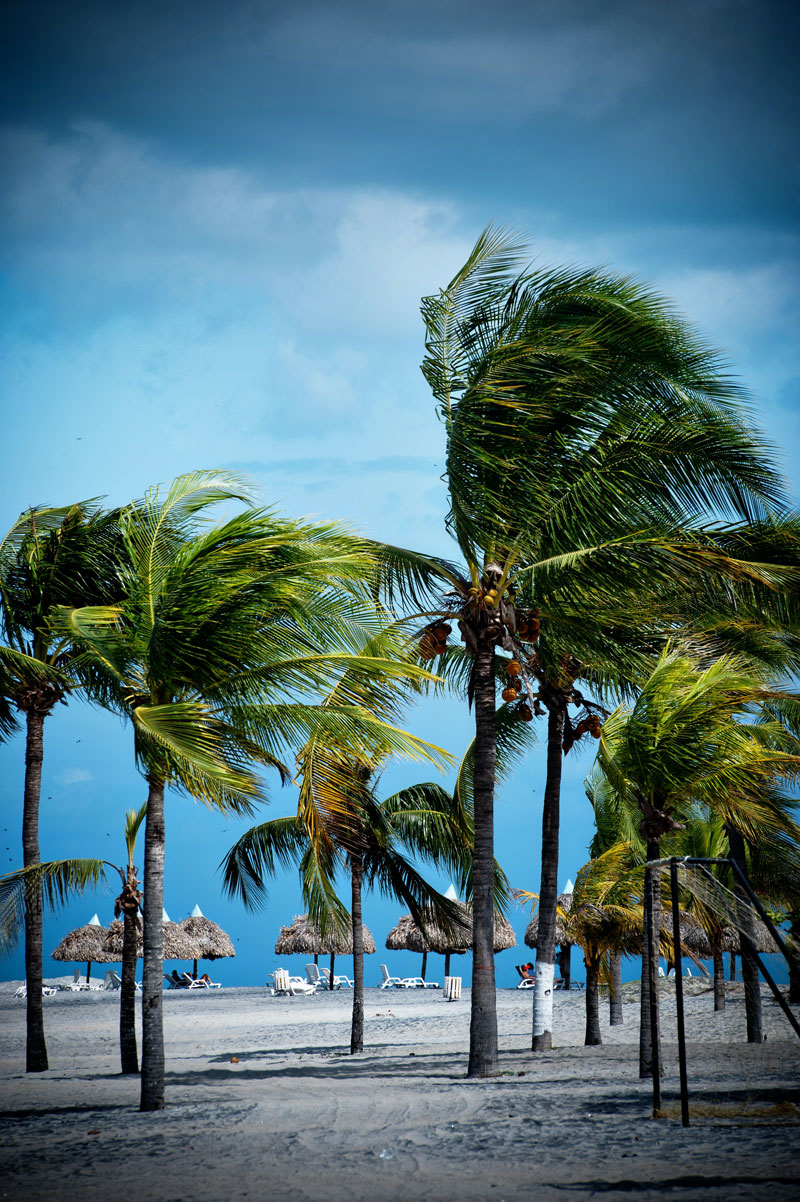 Palm trees on a Florida beach being blown by the wind